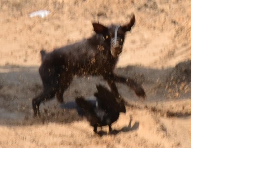 %CF%EE%F7%E5%EC%F3 %E2%EE%F0%EE%ED%FB %ED%E0%EF%E0%EB%E8 %ED%E0 %EA%EE%F8%EA%F3%3F