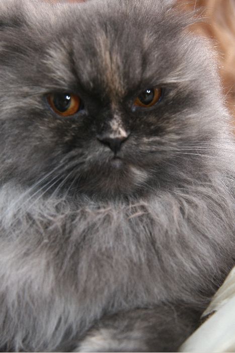 %CA%EE%E3%EE %E2%FB %EB%FE%E1%E8%F2%E5 - %EA%EE%F2%EE%E2 %E8%EB%E8 %F1%EE%E1%E0%EA%3F