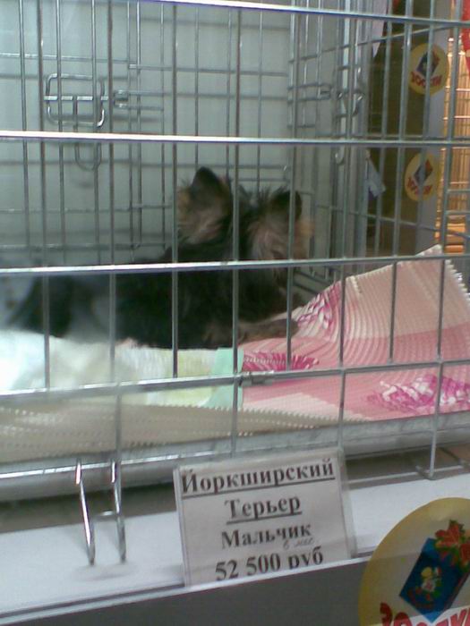 %CA%EE%E3%EE %E2%FB %EB%FE%E1%E8%F2%E5 - %EA%EE%F2%EE%E2 %E8%EB%E8 %F1%EE%E1%E0%EA%3F