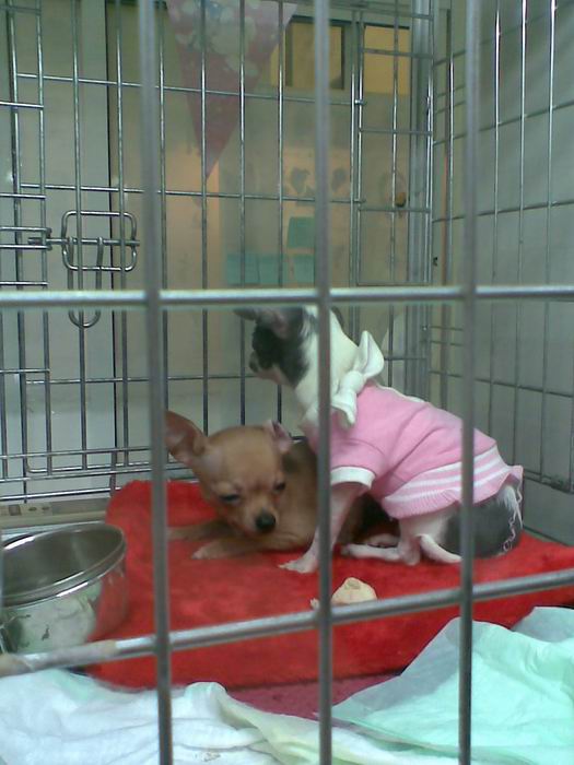 %CA%EE%E3%EE %E2%FB %EB%FE%E1%E8%F2%E5 - %EA%EE%F2%EE%E2 %E8%EB%E8 %F1%EE%E1%E0%EA%3F