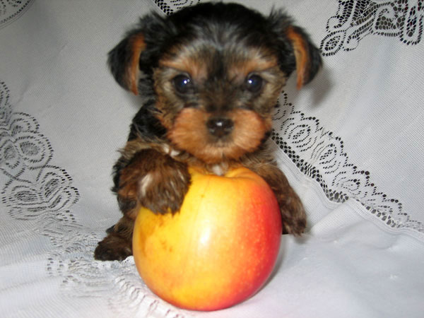 %CA%EE%E3%EE %E2%FB %EB%FE%E1%E8%F2%E5 - %EA%EE%F2%EE%E2 %E8%EB%E8 %F1%EE%E1%E0%EA%3F