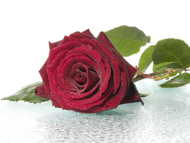 %D8%EA%EE%EB%FB %F2%E0%ED%F6%E0 %E6%E8%E2%EE%F2%E0 %E2 %CA%E0%E7%E0%ED%E8